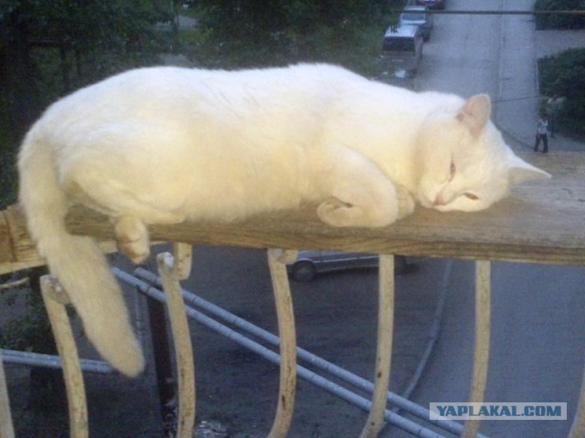 Ваши фотки котов на телефон