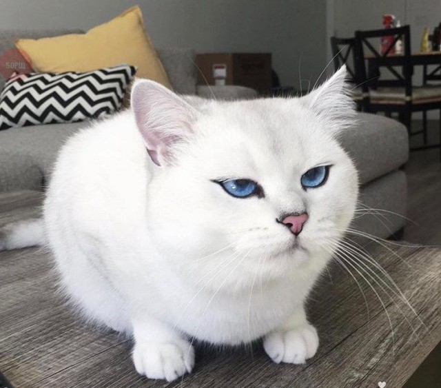 Коты из сети