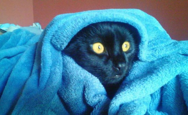 Коты из сети