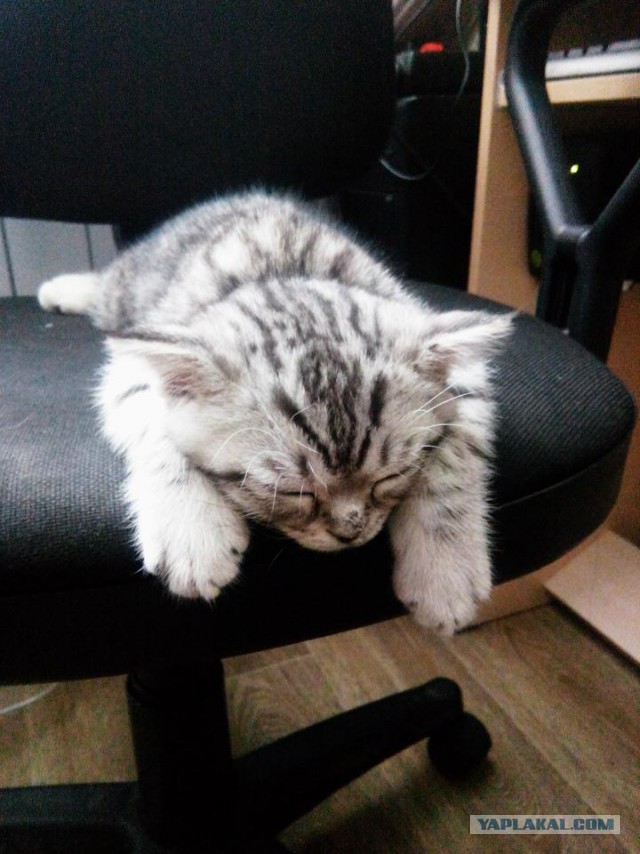 Котовторник  31.01.2017