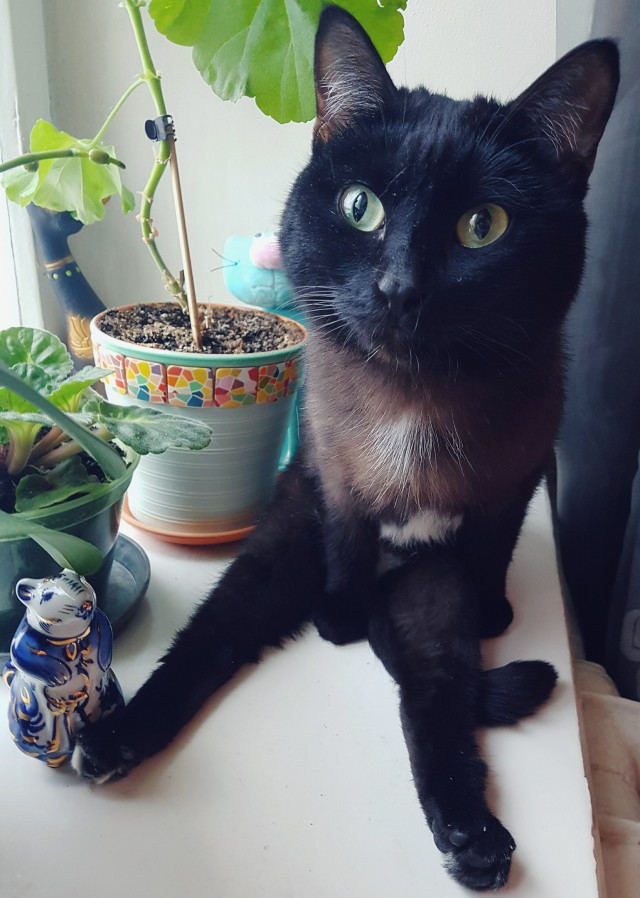 Коты из сети