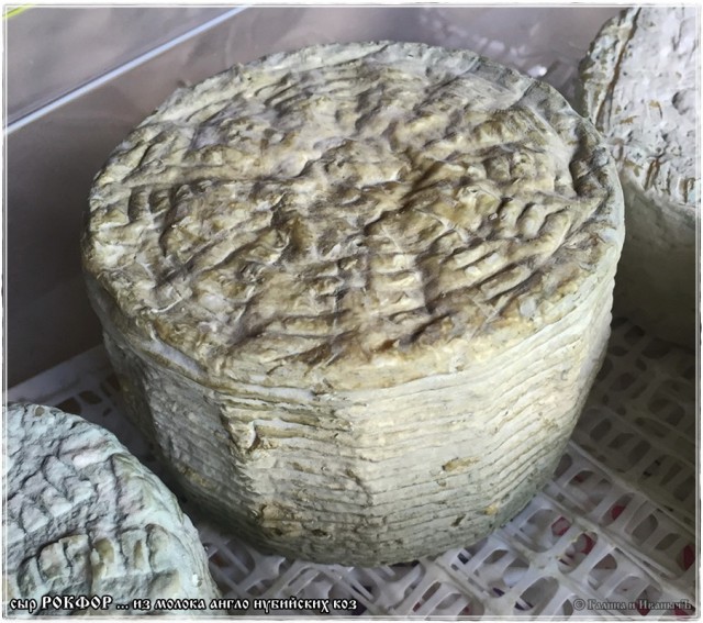 Cыр Рокфор … из молока англо нубийских коз