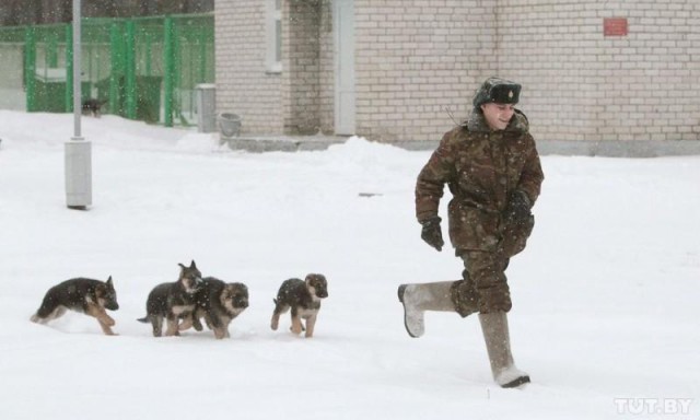 Служебные собаки в первый рабочий день