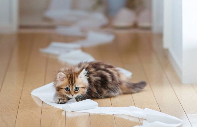 Коты и Кошки