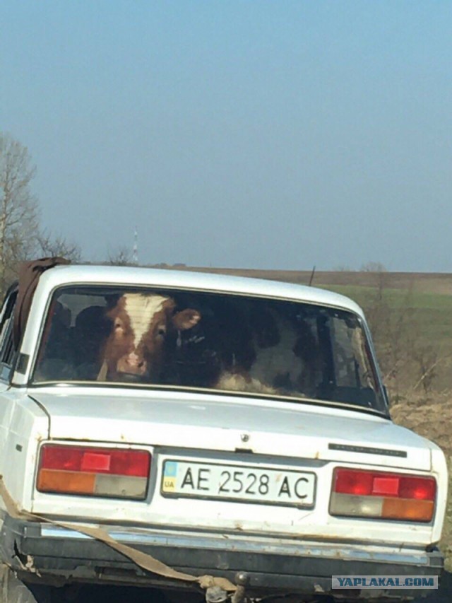 Как хочу, так и живу!