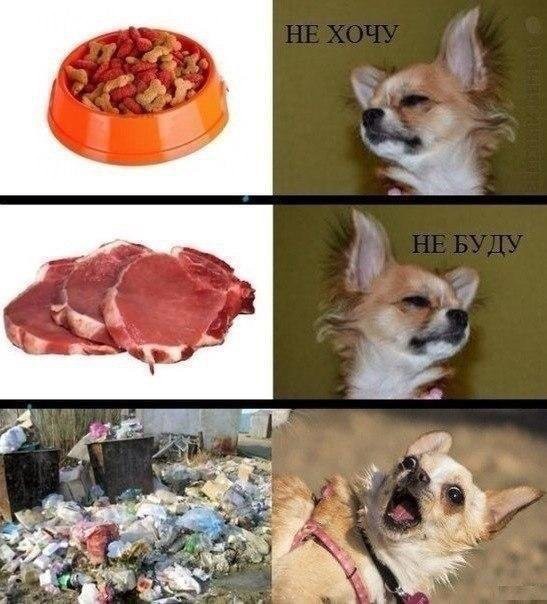 Деградация на ЯПе