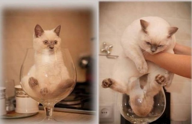 Коты и Кошки
