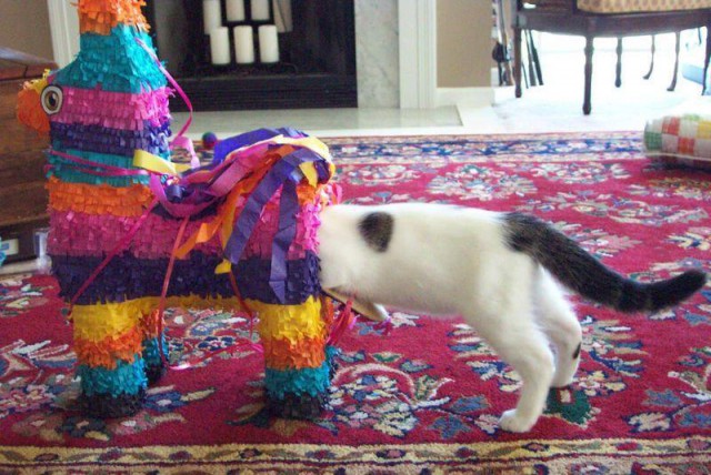 Коты и Кошки