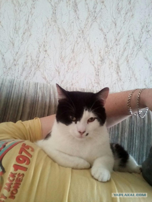 Коты и Кошки