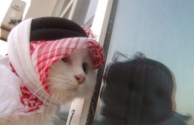 Коты и Кошки