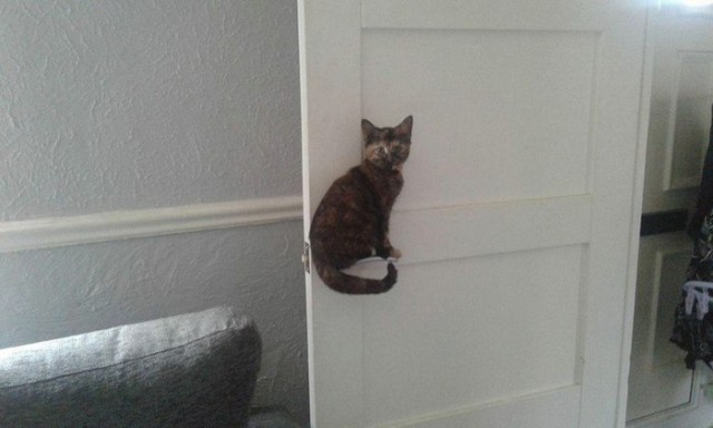 Коты и Кошки