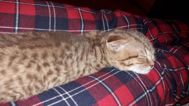 Котовторник 9.01.2018