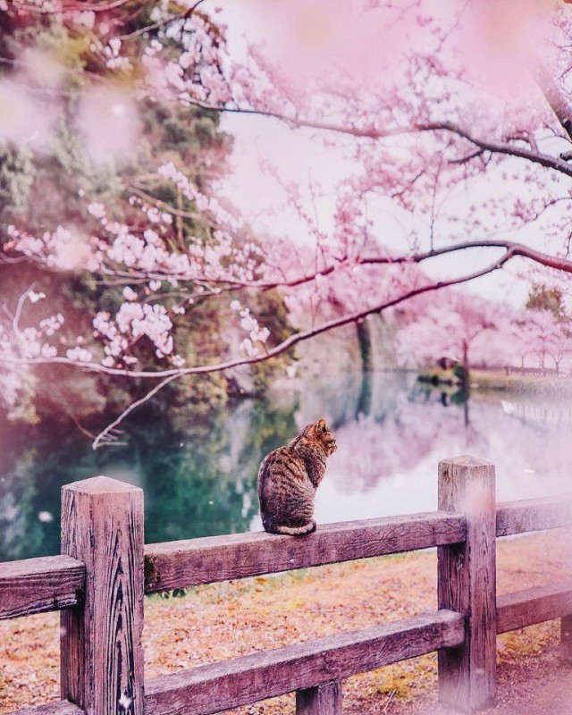 Прикольных котов пост