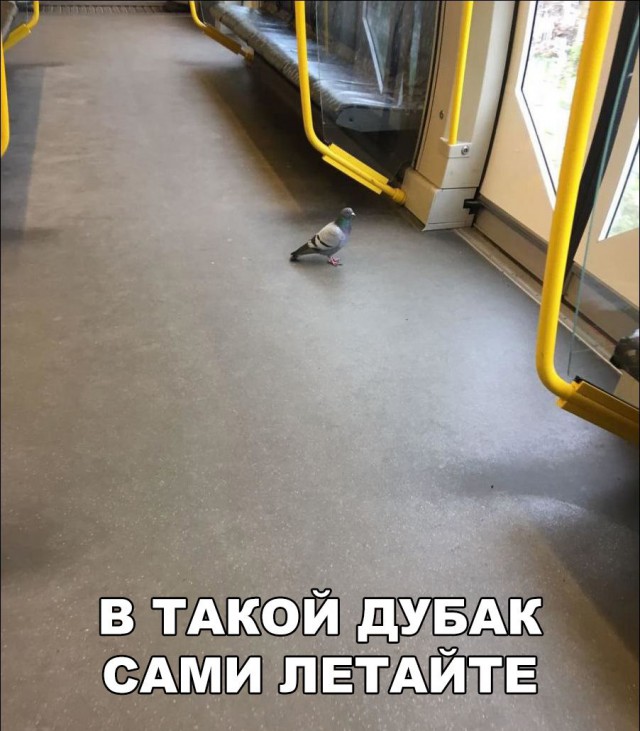 Нестандартный юмор