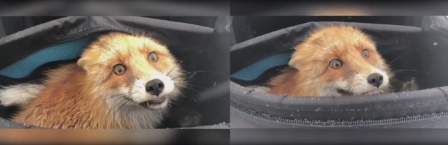 В Перми обнаглевшая лиса забралась в сумку отошедшего на минутку рыбака и съела всю его рыбу