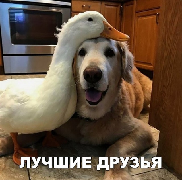 Живность из сети