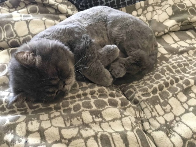 Котовторник ждали? А вот и он!