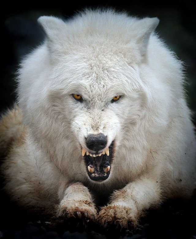 Живность из сети