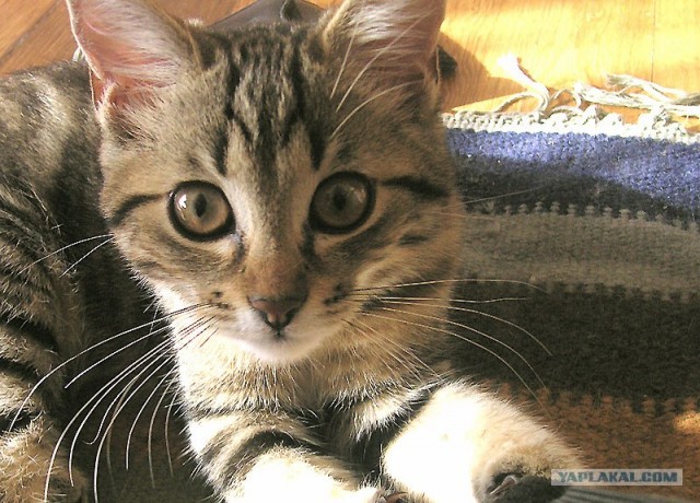 Уррааа! Котовторник на ЯПлакалъ!
