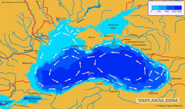 "Грязевые добавки". Море в Геленджике стало коричневым из-за фекалий