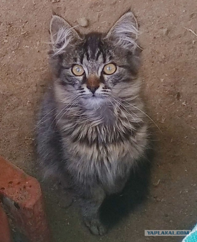 Котовторник  31.07.2018