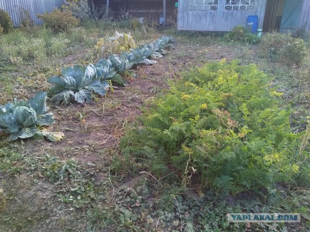 Я лучше куплю, говорят они