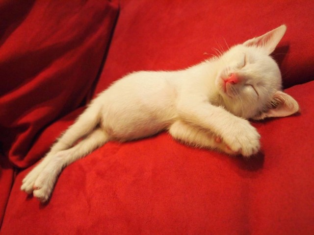 Кошарий
