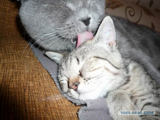 А вот и мы: котятовторник!
