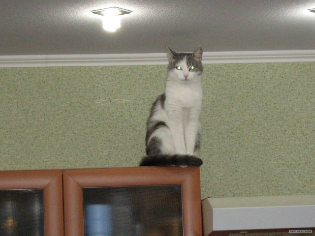 Котовторник. А как же?!