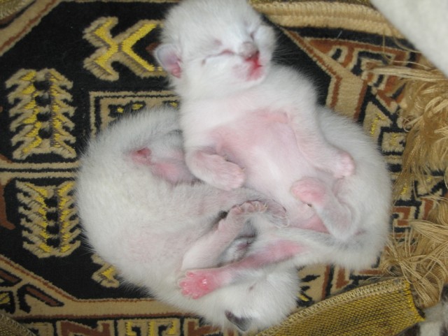 Котовторник на середину июня