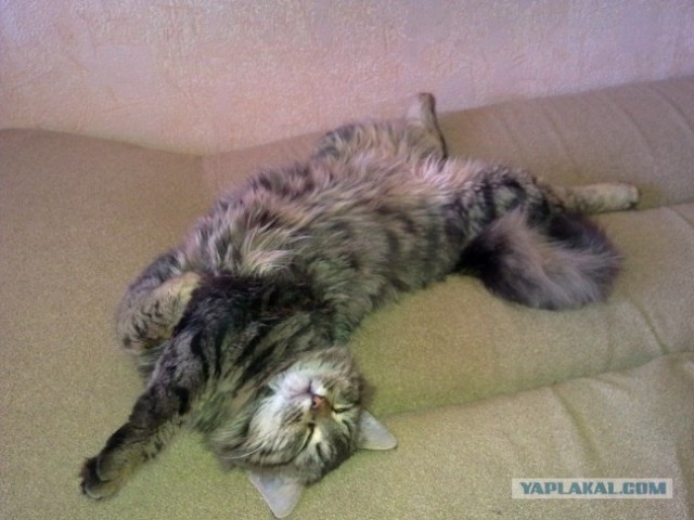 Котовторник с Кузей