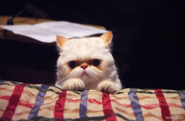 Котовторник 1.11.11