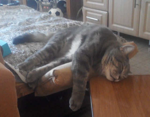 Странная кошачья логика, которую человеку никогда не постичь