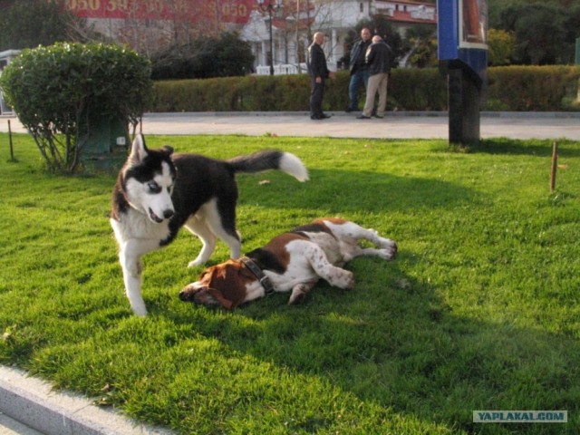 Чё уже  понедельник?