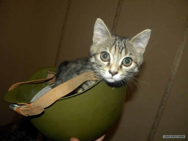 Котовторник (28.02.2012)
