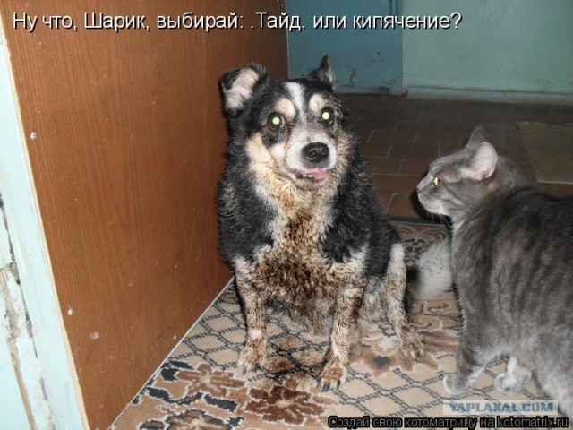 Как на счет собакосреды?
