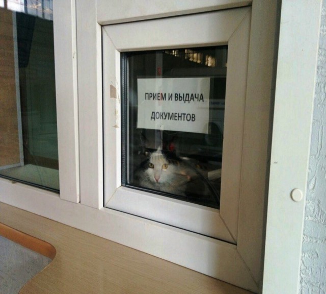 Прикольных котов пост