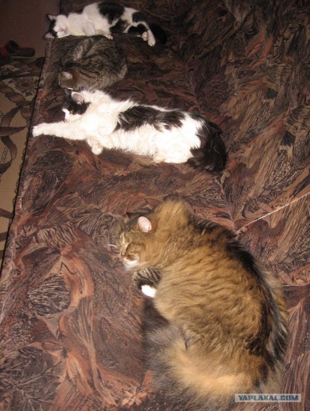 Котовторник 24.04.2012