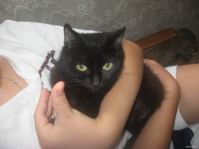 Котовторник   5.06.2012