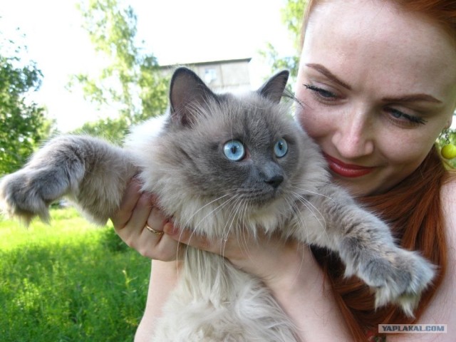 Котовторник  19.06.2012