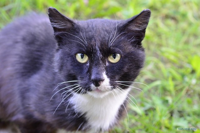 16 лучших котов сезона