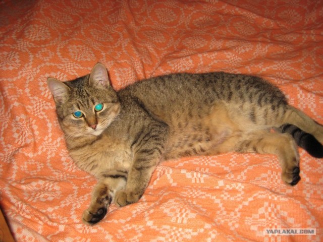 Новогодний Котовторник 01.01.2013