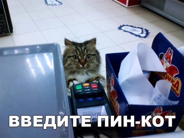 Забавные фото котеек