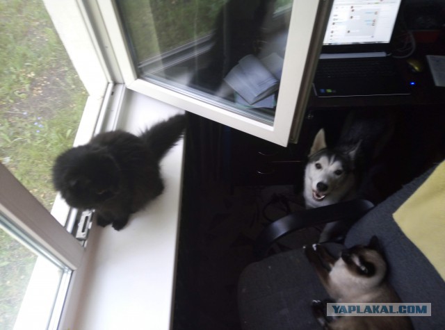 Уже не котовторник, но еще и не собакочетверг