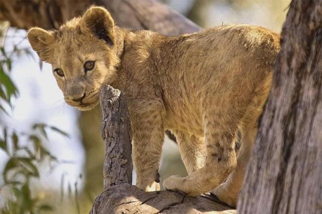 Дикий котовторник 16.07.19