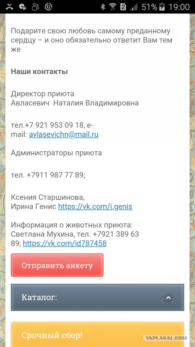 Помогите вернуть кота! Приют "Преданное сердце" украл кота и не отдает!-2