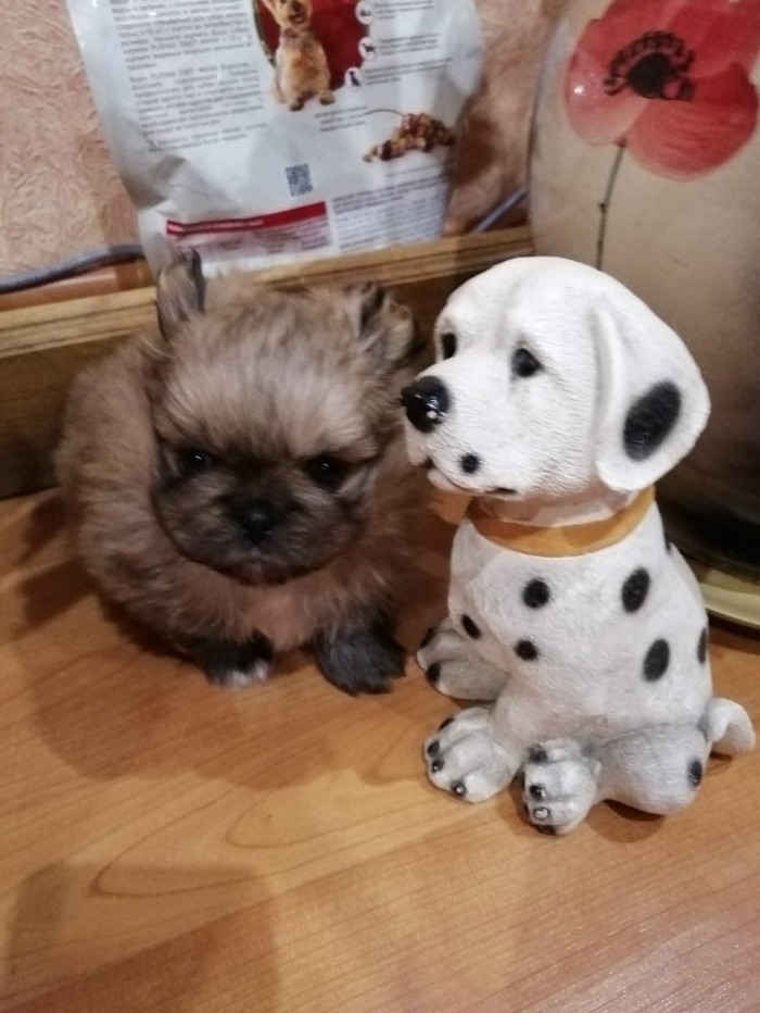 Собакочетверг. Нам сегодня 7 лет!
