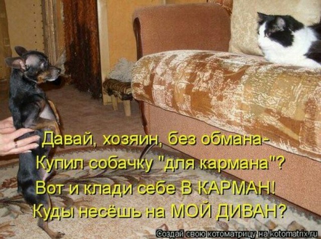 Хвостатые—усатые