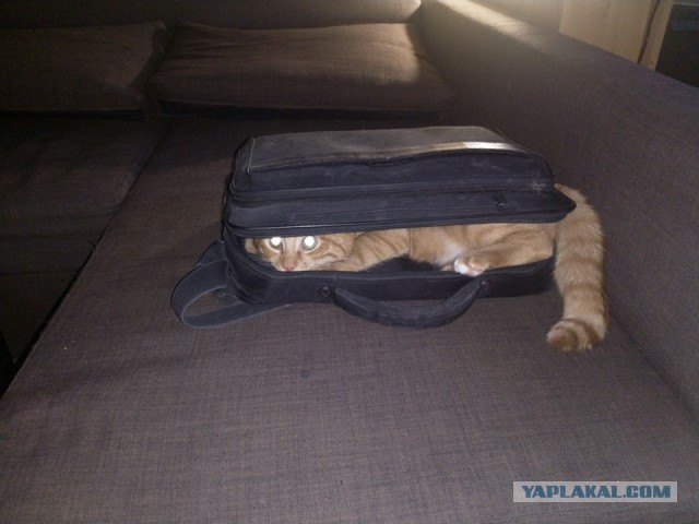Котаны со странностями