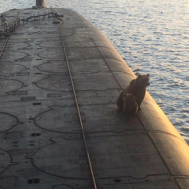 На Камчатке на подводной лодке застрелили медведицу с медвежонком